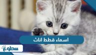 اسماء قطط اناث اسماء قطط اناث