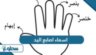 اسماء اصابع اليد اسماء اصابع اليد
