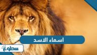 اسماء الاسد باللغة العربية