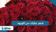 شعر عبارات عن الورد  شعر عبارات عن الورد
