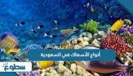 أفضل أنواع الأسماك في السعودية