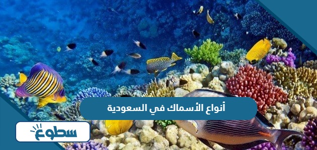 أفضل أنواع الأسماك في السعودية