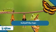 دورة حياة الفراشة 