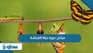 مراحل دورة حياة الفراشة  مراحل دورة حياة الفراشة