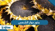 فوائد ومضار بذور دوار الشمس فوائد ومضار بذور دوار الشمس