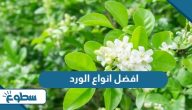 افضل انواع الورد وأشهرها افضل انواع الورد وأشهرها