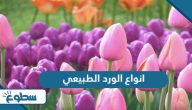 أشهر انواع الورد الطبيعي أشهر انواع الورد الطبيعي