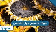 فوائد فصفص دوار الشمس فوائد فصفص دوار الشمس