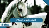 كم عدد قلوب الحصان؟ كم عدد قلوب الحصان؟