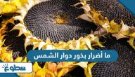 ما أضرار بذور دوار الشمس ما أضرار بذور دوار الشمس