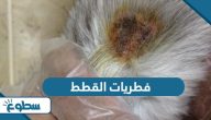 فطريات القطط؛ الأسباب وطرق العلاج
