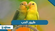 معلومات عن طيور الحب معلومات عن طيور الحب