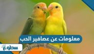 معلومات عن عصافير الحب بالصور معلومات عن عصافير الحب بالصور
