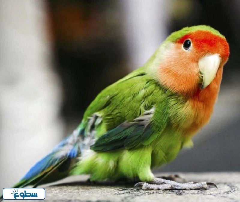 معلومات عن عصافير الحب بالصور