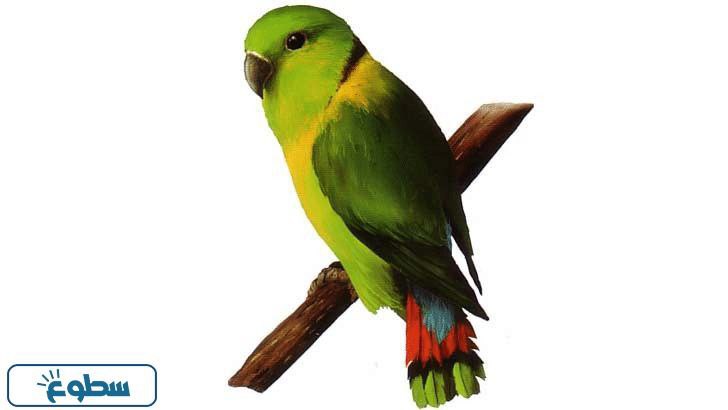 معلومات عن عصافير الحب بالصور