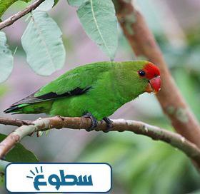 معلومات عن عصافير الحب بالصور