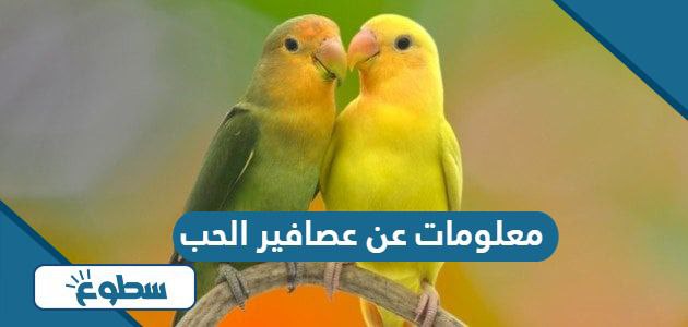 معلومات عن عصافير الحب بالصور