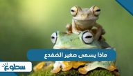 ماذا يسمى صغير الضفدع