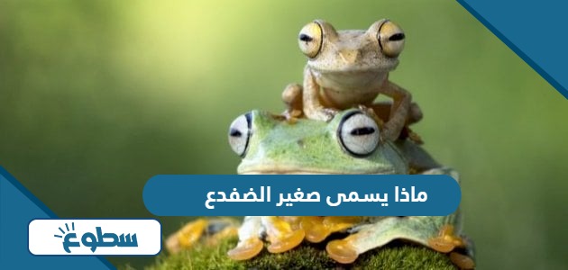 ماذا يسمى صغير الضفدع