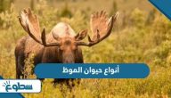 أنواع حيوان الموظ بالصور أنواع حيوان الموظ بالصور