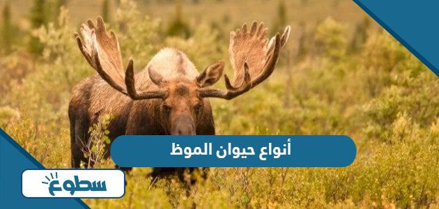 أنواع حيوان الموظ بالصور