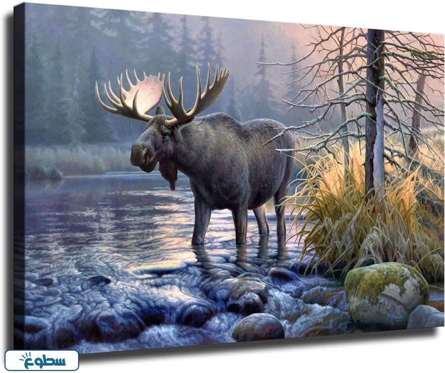 أنواع حيوان الموظ بالصور