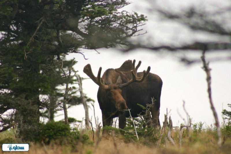 أنواع حيوان الموظ بالصور