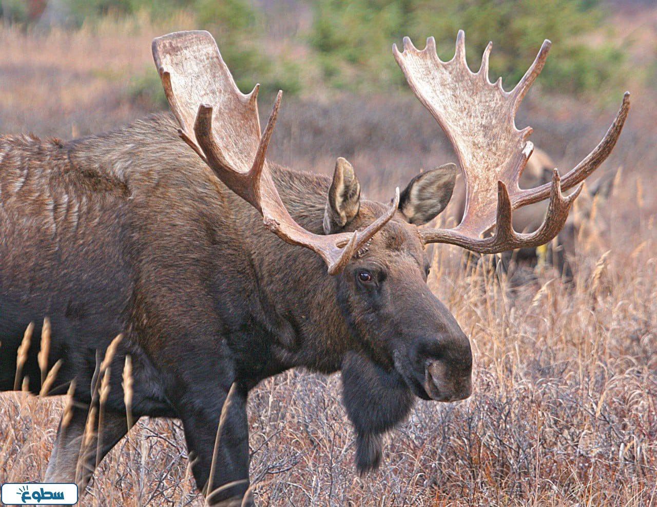 أنواع حيوان الموظ بالصور