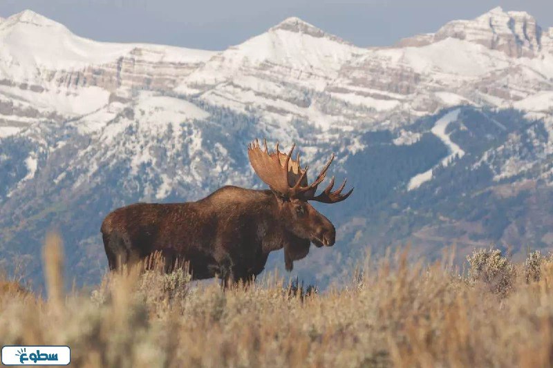 أنواع حيوان الموظ بالصور
