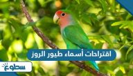 اقتراحات أسماء طيور الروز