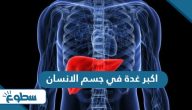 ما هي اكبر غدة في جسم الانسان ما هي اكبر غدة في جسم الانسان