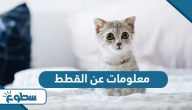 معلومات عن القطط معلومات عن القطط