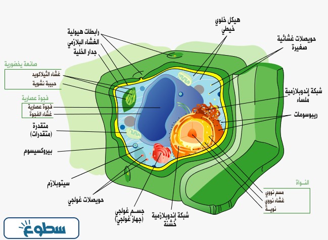 مكونات الخلية النباتية