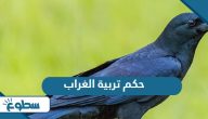 حكم تربية الغراب حكم تربية الغراب