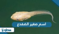 ما هو اسم صغير الضفدع