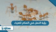 تفسير رؤية النمل في المنام للعزباء