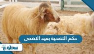 حكم التضحية بعيد الاضحى