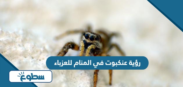 تفسير رؤية عنكبوت في المنام للعزباء