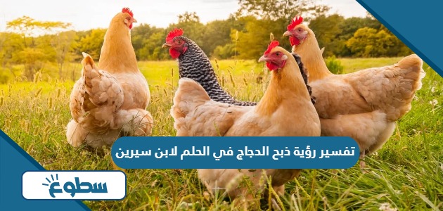 تفسير رؤية ذبح الدجاج في الحلم لابن سيرين