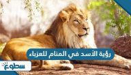تفسير رؤية الأسد في المنام للعزباء
