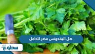 هل البقدونس مضر للحامل هل البقدونس مضر للحامل