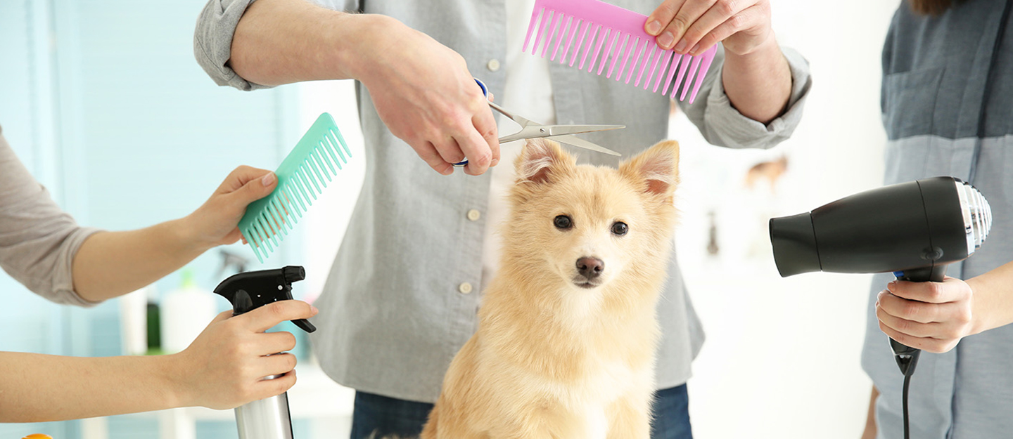 العناية بالحيوانات الأليفة برفاهية وأناقة في جولدن مايل غاليريا